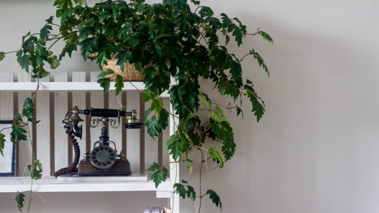 Como montar uma decoração simples e bonita? Como montar uma decoração simples e bonita?